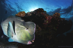 Bumphead Parrotfish at Sipadan by Iyad Suleyman 